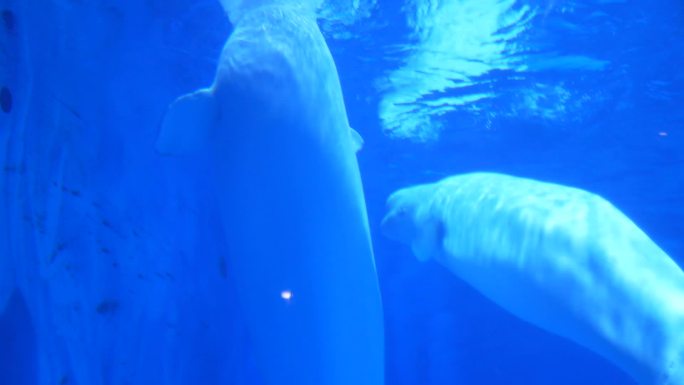 白鲸海世界高清视频素材合