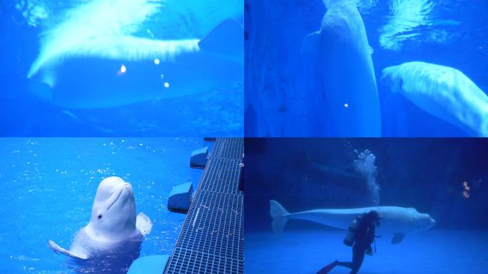 白鲸海世界高清视频素材合