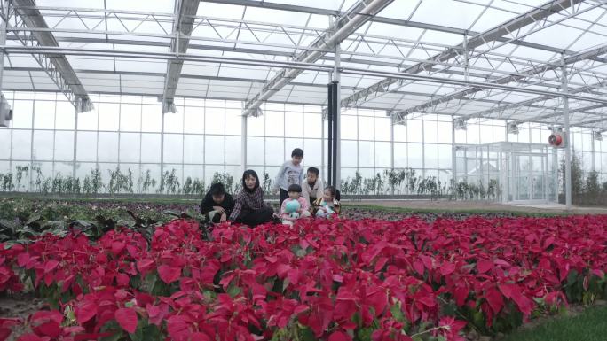 花卉温室大棚植物种植农作物