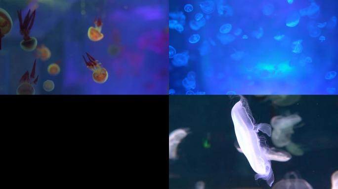 水母海蜇海世界高清视频素材合