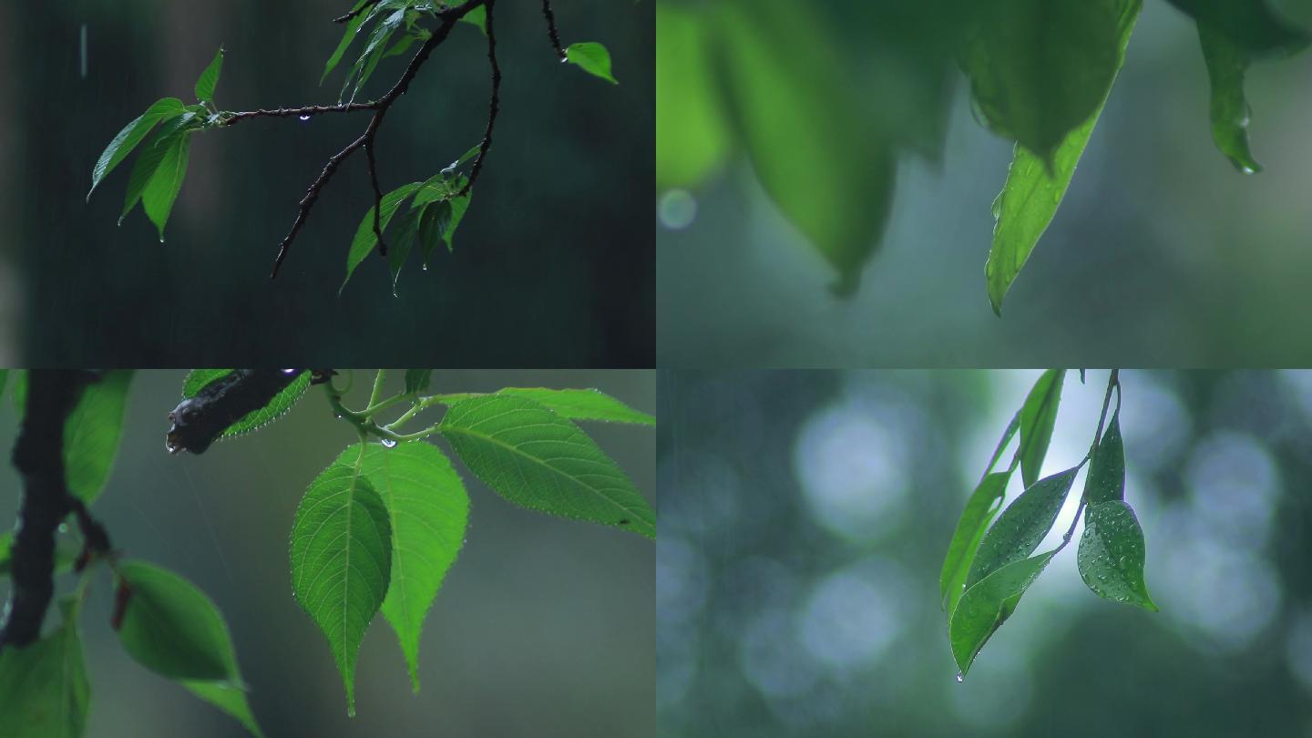 谷雨下雨特写空镜头