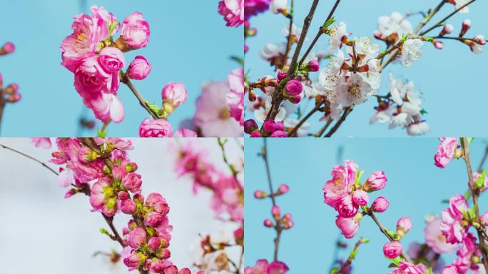 4K春天花朵绽放花开生命力盛开延时摄影