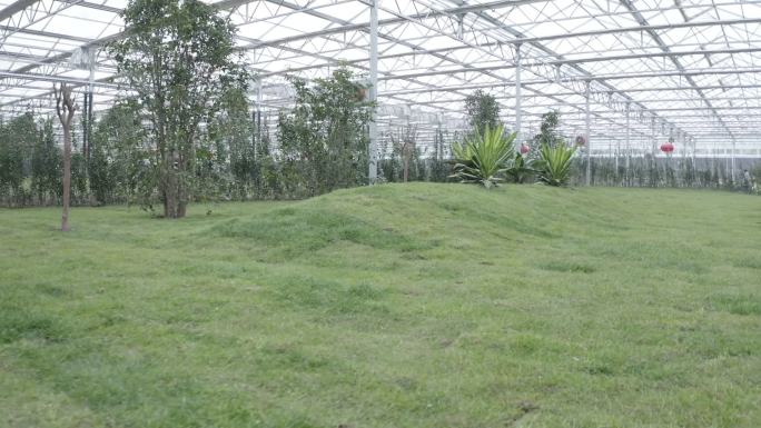 室内大棚草地植物景观