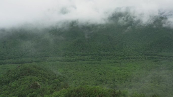 生态森林云雾缭绕4K雨雾