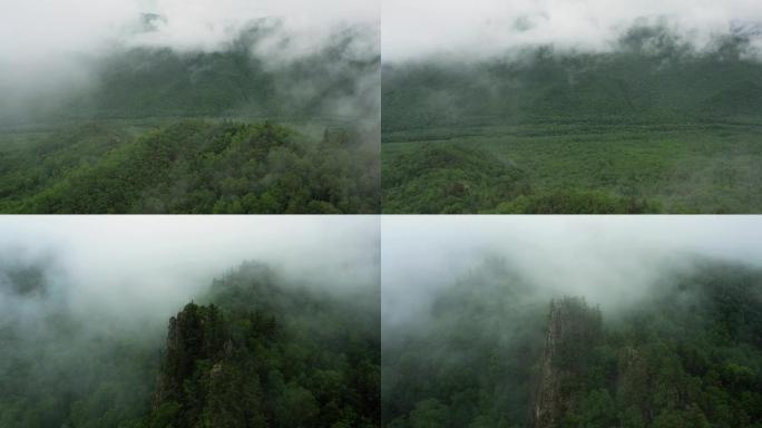 生态森林云雾缭绕4K雨雾