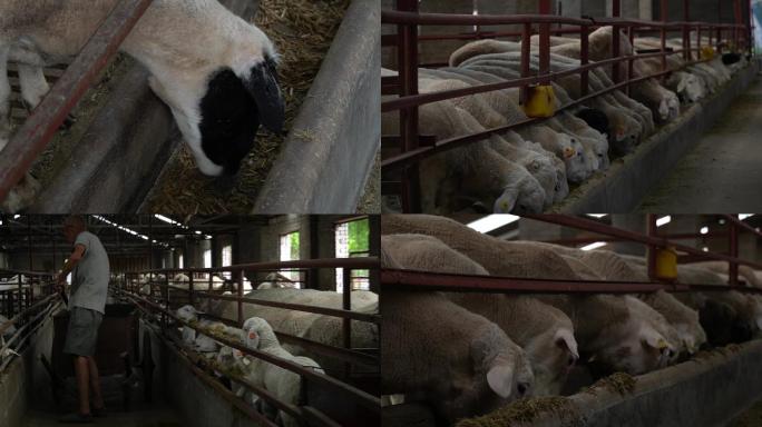 羊养殖场羊吃草