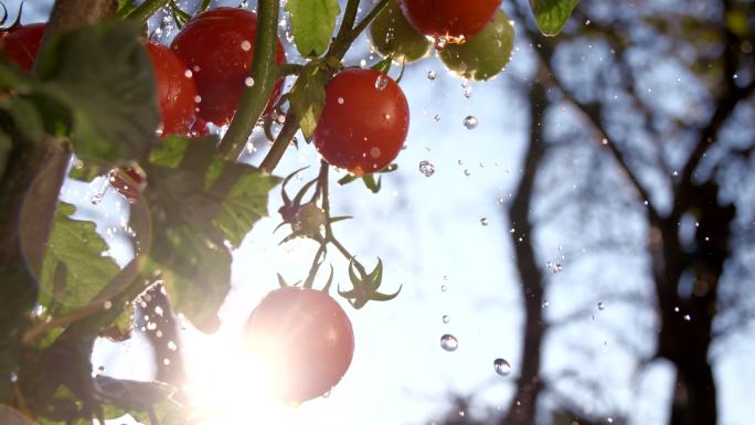 雨滴溅在西红柿上灌溉设备栽培飞溅