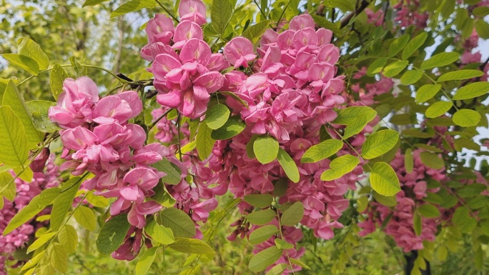 紫槐花带着露珠视频素材