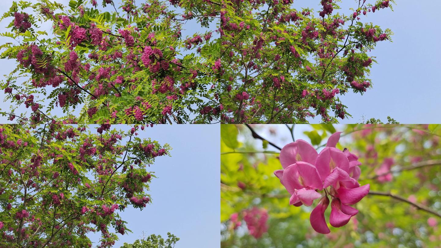 紫槐花带着露珠视频素材