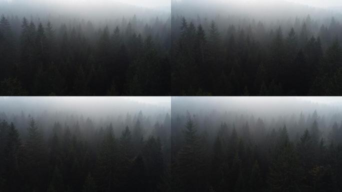 雾林鸟瞰图