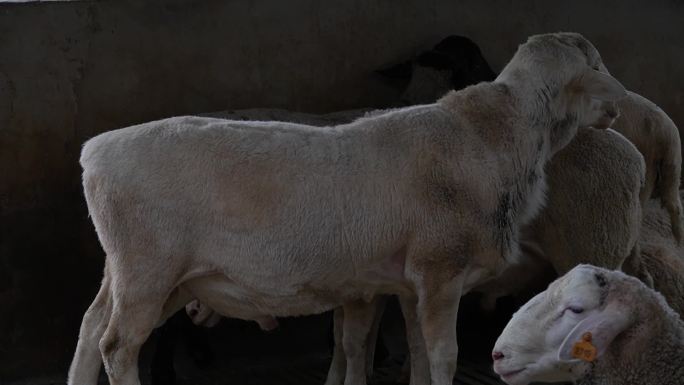 羊养殖场种公羊