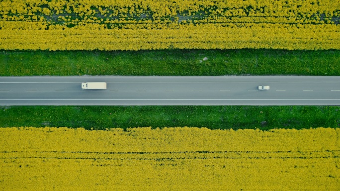 油菜田附近公路