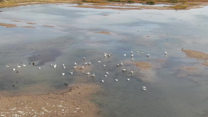 生态野生湿地水面天鹅航拍素材包