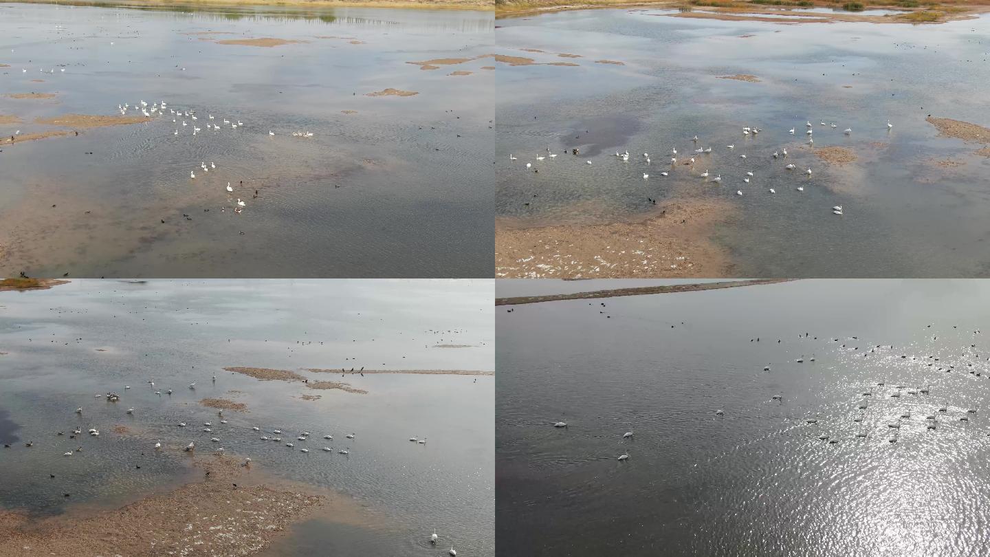 生态野生湿地水面天鹅航拍素材包