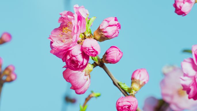 4K立春花朵绽放花开生命力微距延时摄影