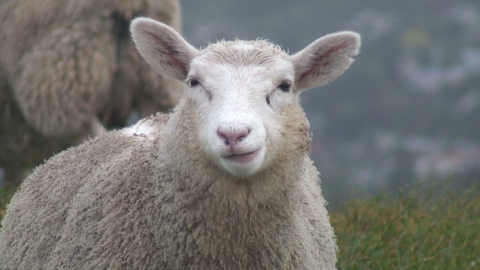 绵羊吃草