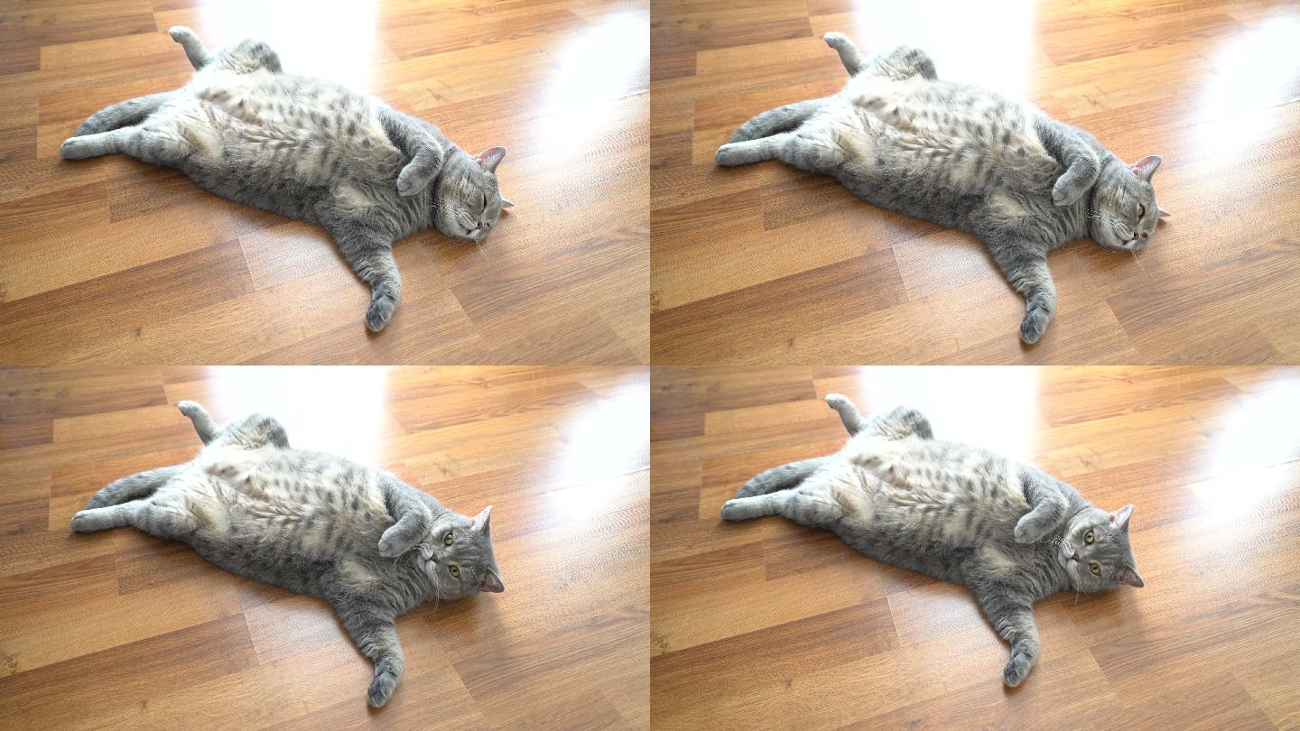 肥胖的猫躺在家里的地板上