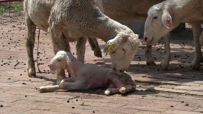 羊养殖场刚出生的小羊