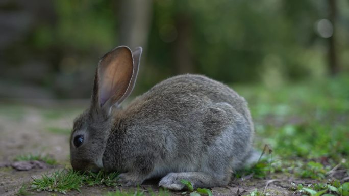 小灰兔吃草