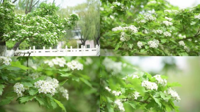 春天清新植物山楂树开花