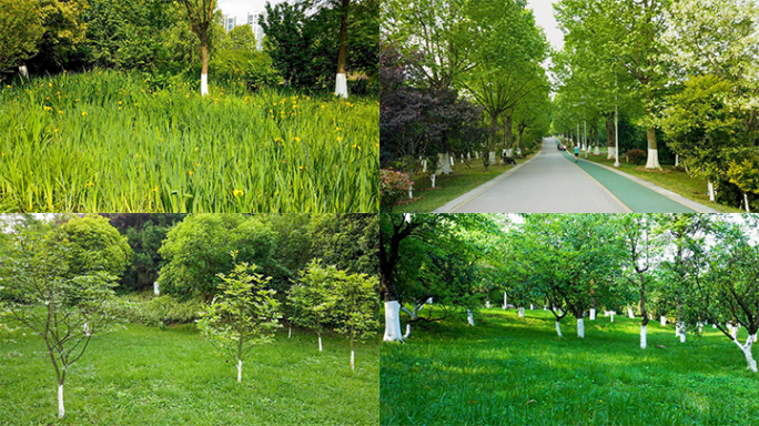 实拍绿色生态公园草坪道路