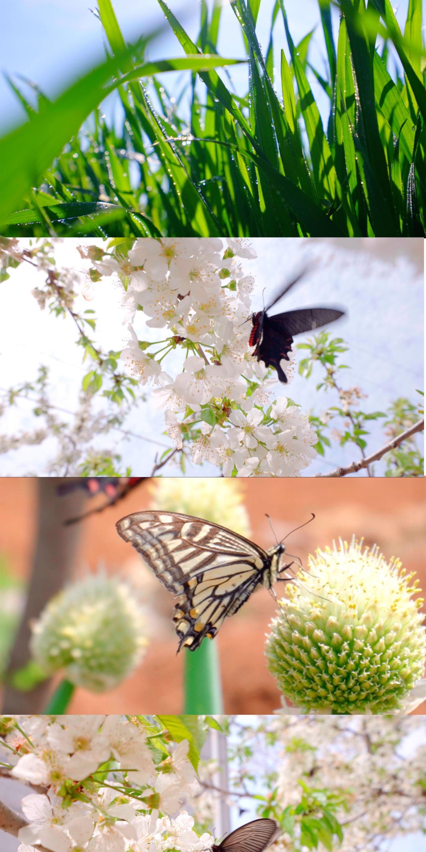 春天自然空镜-麦苗花朵蜜蜂蝴蝶-美丽自然