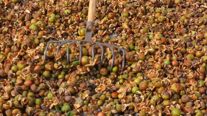 茶油种植基地晒油茶籽