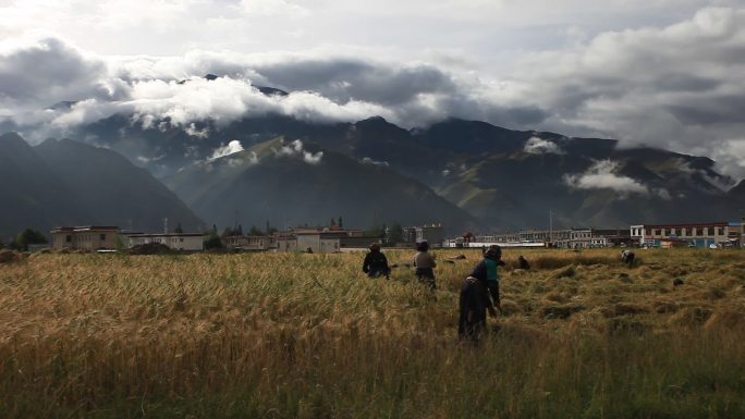 藏民同胞正在农忙收割青稞