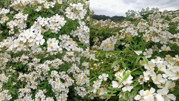 乡村，七里香花开