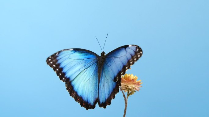 在黄色花朵上的蓝色蝴蝶