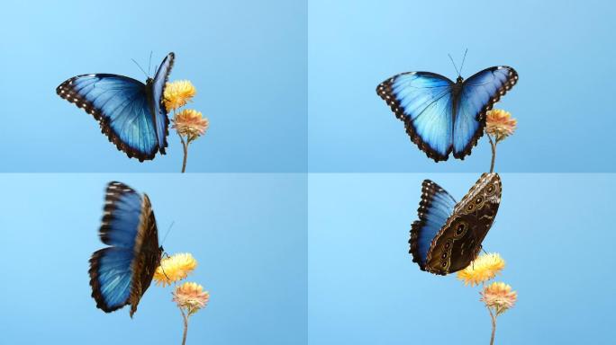 在黄色花朵上的蓝色蝴蝶