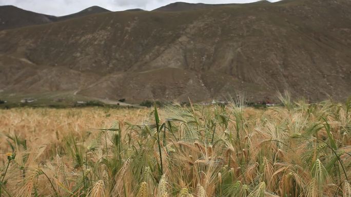 西藏高原上成熟的麦穗
