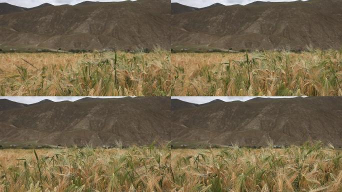 西藏高原上成熟的麦穗