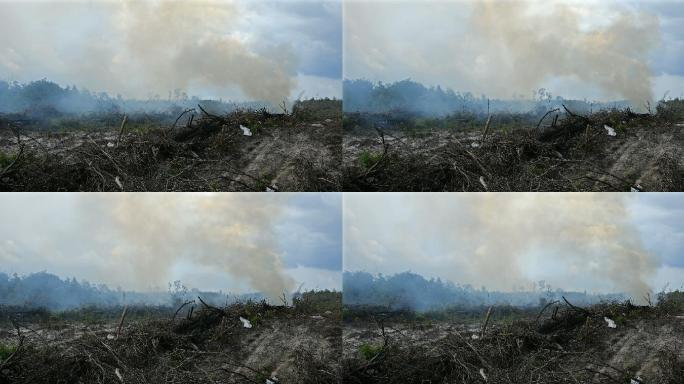 印度尼西亚棕榈油种植园的雨林被破坏