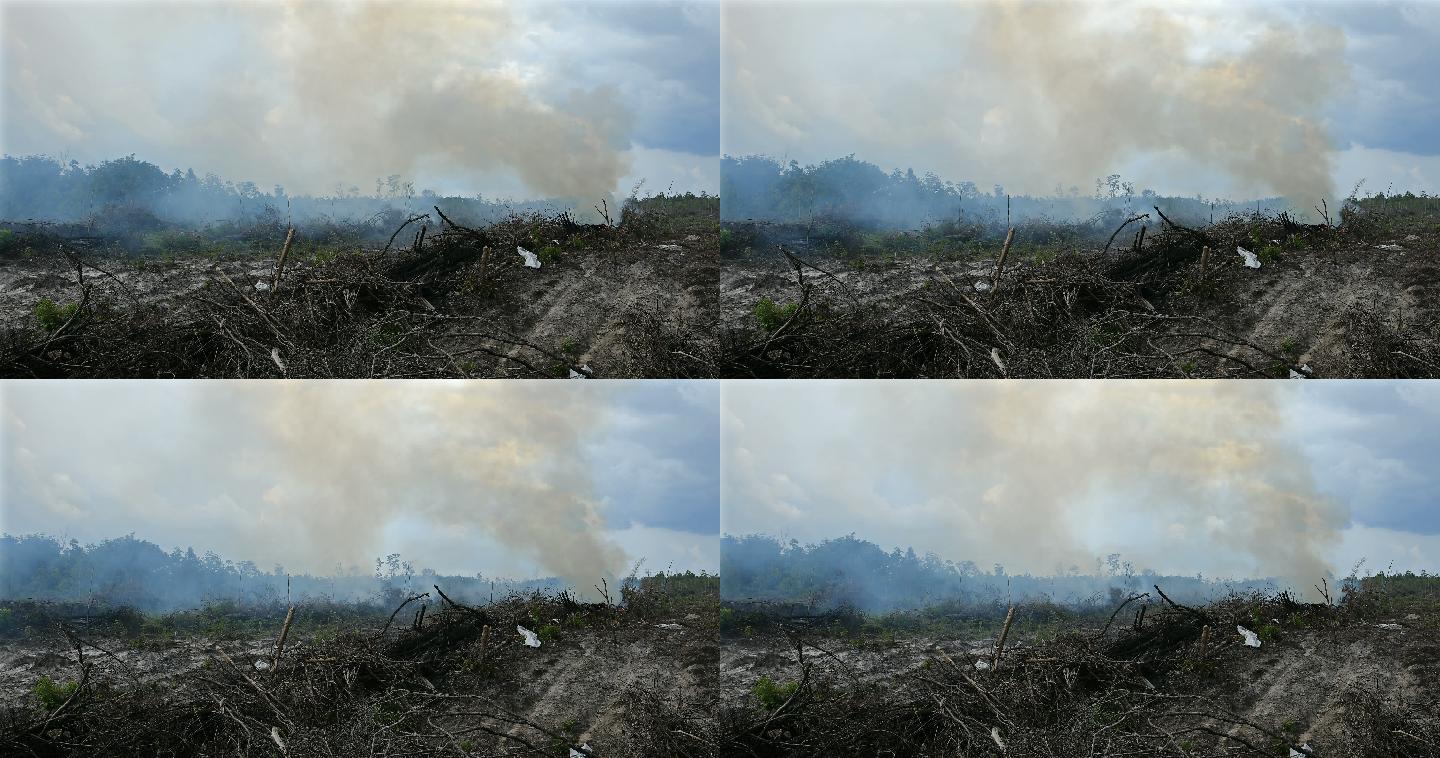 印度尼西亚棕榈油种植园的雨林被破坏