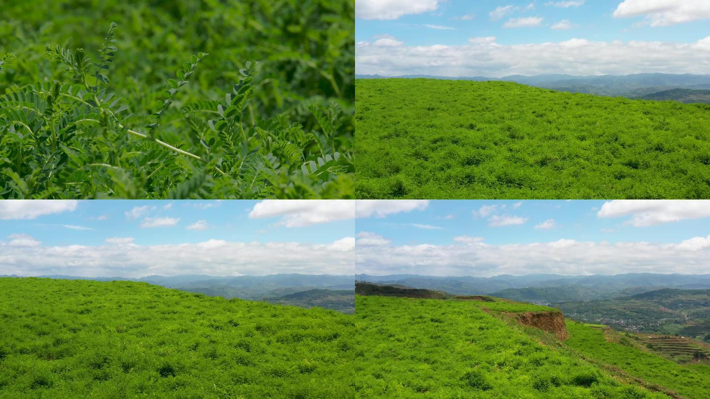 中药材黄芪种植S