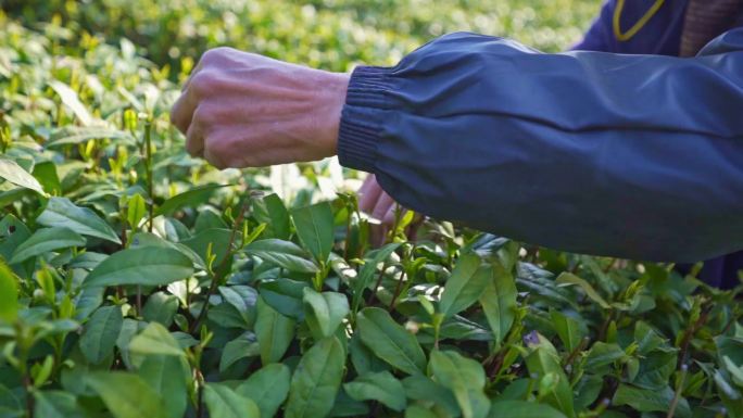 实拍杭州龙坞龙井茶采摘