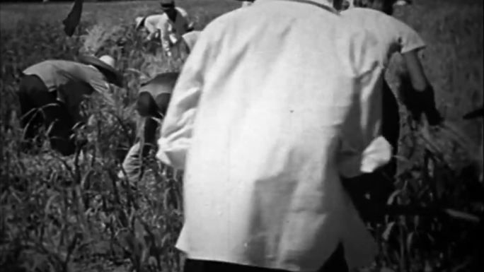 60-80年代农忙时节、收割麦子