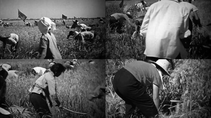 60-80年代农忙时节、收割麦子