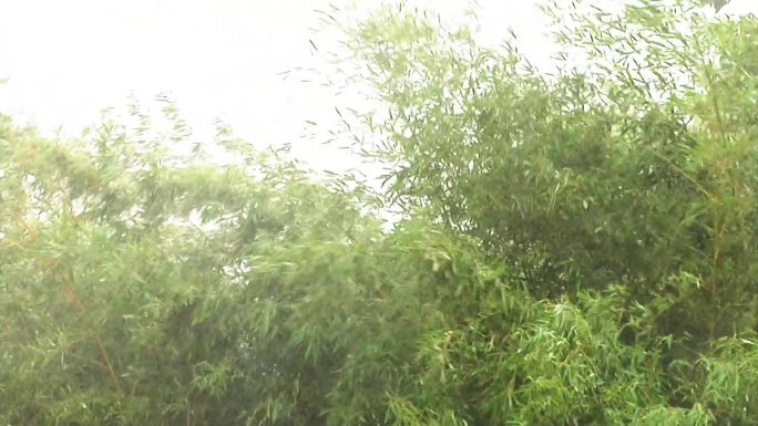 雨中摇动的竹子雨中的树木暴风雨雷声
