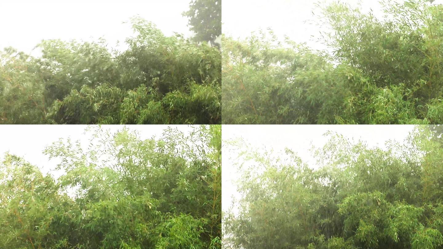 雨中摇动的竹子雨中的树木暴风雨雷声