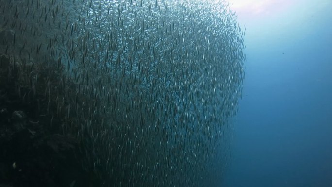 海洋里的鱼群