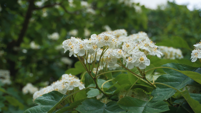 4K山楂花