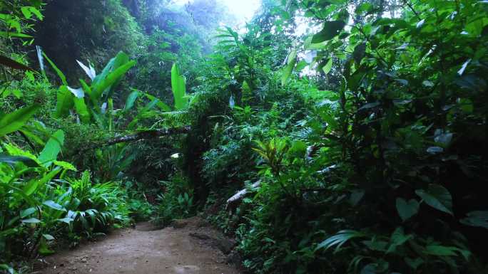 漫步在丛林间雨林道路森林
