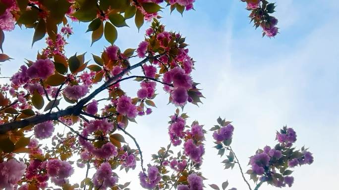樱花樱花树蓝天白云落日余晖逆光