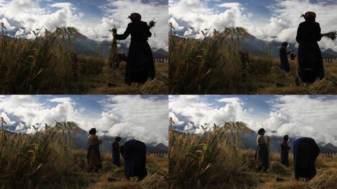 藏民同胞正在稻田里收割青稞
