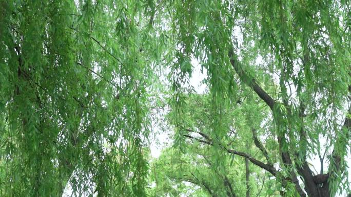 城市公园里雨后翠绿的柳树