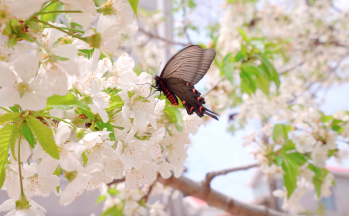 4K春天花朵蝴蝶-清新自然