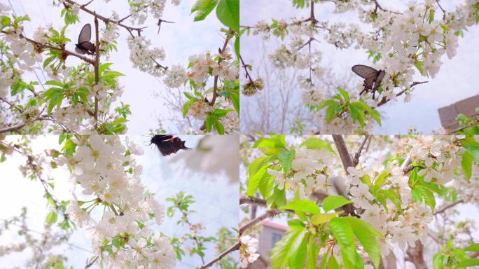 4K春天花朵蝴蝶-清新自然
