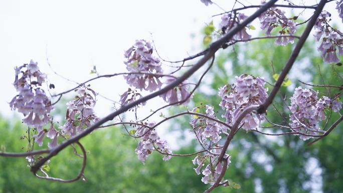 梧桐树花泡桐树春天植物风景